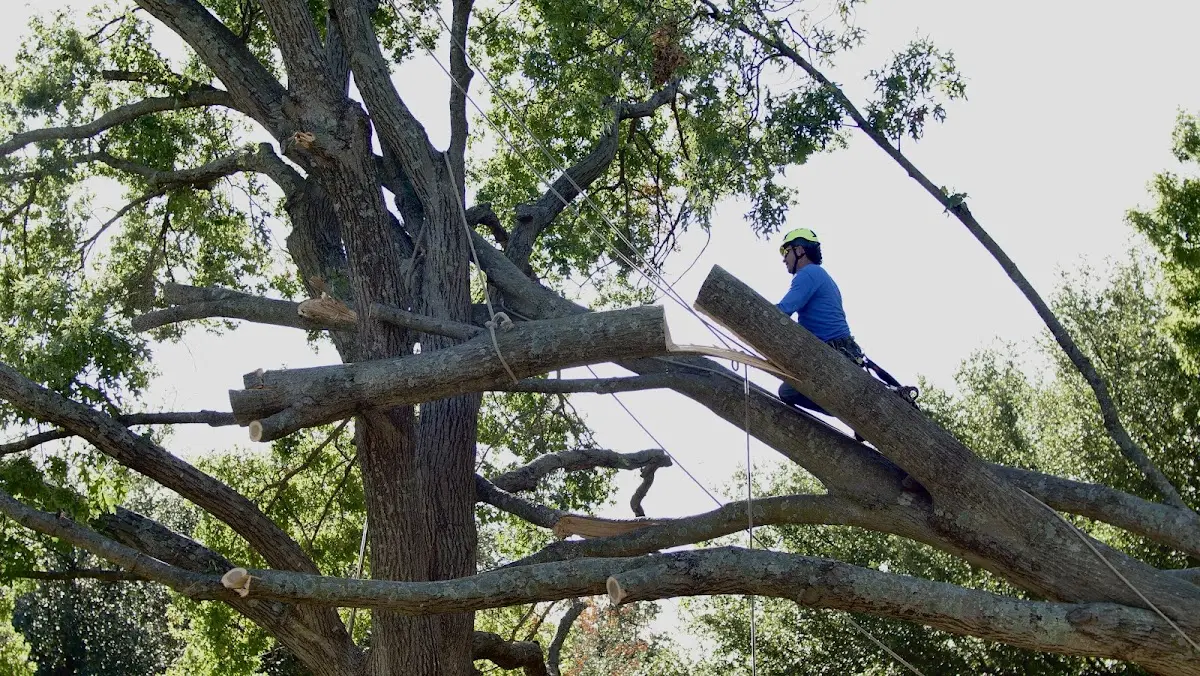 Professional Hazardous Tree Removal performed by certified arborists in Langford