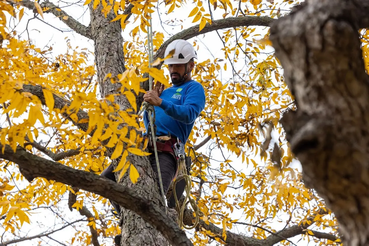 Skilled Tree Planing crew working in Langford